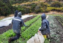 Resiliencia climática en la producción agrícola, nueva investigación de ULagos apunta a desarrollar capacidades locales