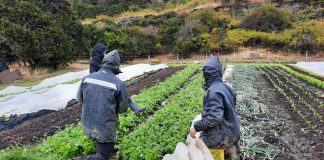 Resiliencia climática en la producción agrícola, nueva investigación de ULagos apunta a desarrollar capacidades locales