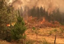 SAG Biobío llama a afectados por incendios forestales a postular concurso regional de emergencia del programa SIRSDS