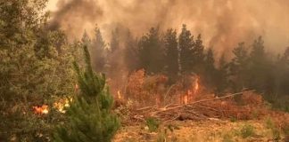 SAG Biobío llama a afectados por incendios forestales a postular concurso regional de emergencia del programa SIRSDS