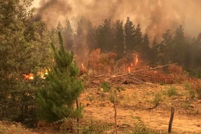 SAG Biobío llama a afectados por incendios forestales a postular concurso regional de emergencia del programa SIRSDS