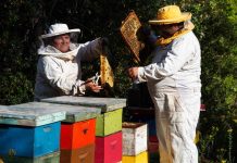 48° Congreso Internacional Apimondia proyecta importante participación de especialistas extranjeros y apicultores en Chile