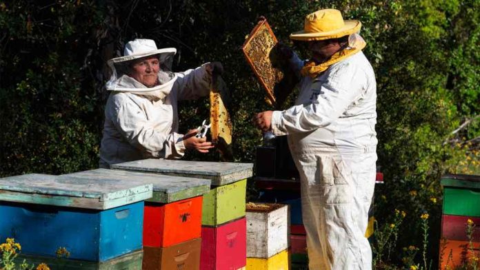48° Congreso Internacional Apimondia proyecta importante participación de especialistas extranjeros y apicultores en Chile