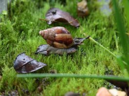 Agricultura, Salud y SAG coordinan acciones ante alerta por peligroso caracol gigante africano. 
