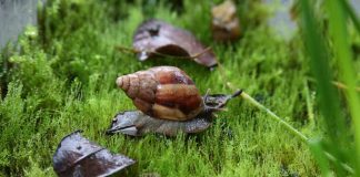 Agricultura, Salud y SAG coordinan acciones ante alerta por peligroso caracol gigante africano. 