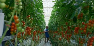 Anuncian primeros ganadores del concurso “Despega Tu Emprendimiento” de CfiAgrotech
