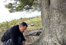 Cada 4 de agosto se celebra el Día de la Cerveza investigadores chilenos desarrollan inéditas variedades de cervezas a partir de bosques nativos