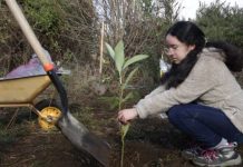 Cecinas Llanquihue dona más de 500 árboles nativos para reforestación de humedales
