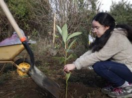 Cecinas Llanquihue dona más de 500 árboles nativos para reforestación de humedales