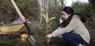 Cecinas Llanquihue dona más de 500 árboles nativos para reforestación de humedales