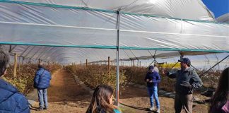 Con una jornada de campo culminó primer Congreso Latinoamericano de Berries