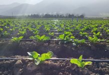 Eficiencia hídrica y energética en agricultura es impulsada por INIA Intihuasi en cinco países de ALC