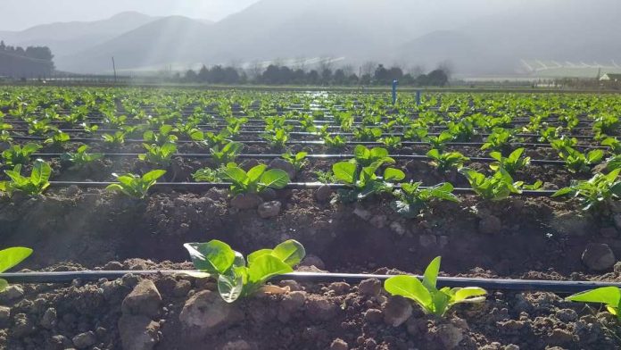 Eficiencia hídrica y energética en agricultura es impulsada por INIA Intihuasi en cinco países de ALC
