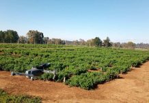 Estudio de fenotipado terrestre y aéreo para evaluar alfalfa resistente a la sequía