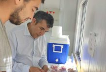 Expertos de Agronomía UdeC continúan trabajando para rescatar la cereza Corazón de Paloma