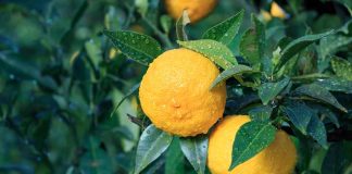 Exportaciones de cítricos chilenos no se verán afectados por sistema frontal