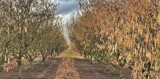 Factibilidad de ahorrar agua y energía en huertos de avellano europeo mostrarán en seminario INIA en Chillán