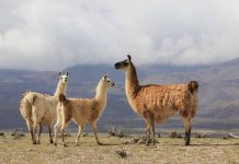 Ganadería camélida, la nueva apuesta de INIA para la Zona Norte