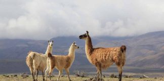 Ganadería camélida, la nueva apuesta de INIA para la Zona Norte