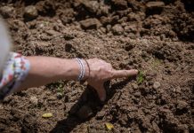 Incorporando el enfoque regenerativo en la lucha contra el cambio climático
