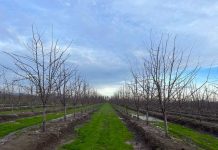 Industria ciruelera chilena se prepara frente a lo que fue un invierno poco frío