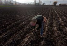 Llaman a agricultores a protegerse con seguros agropecuarios ante emergencias agroclimáticas en Biobío