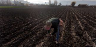 Llaman a agricultores a protegerse con seguros agropecuarios ante emergencias agroclimáticas en Biobío