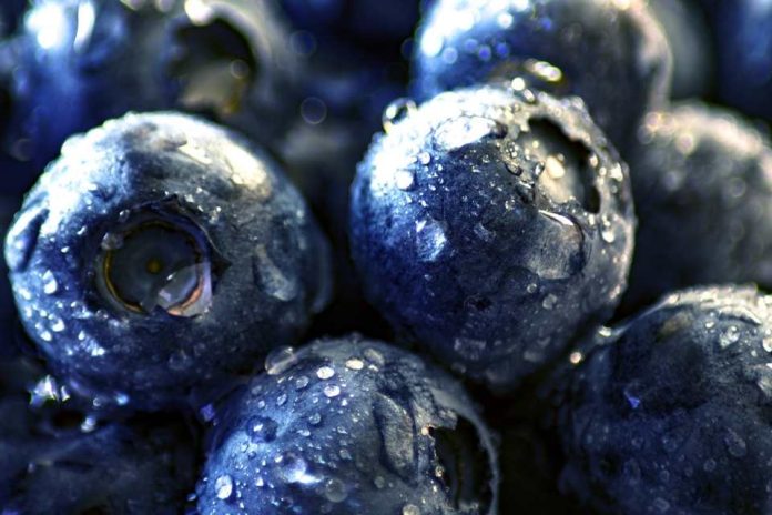 Nuevas tecnologías y mercados serán analizados por la industria de productores de fruta de Chile