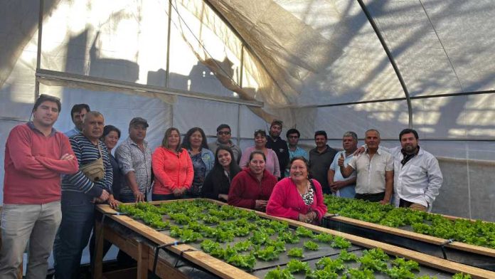 Once nuevos beneficiarios se suman al proyecto de hidroponía de INIA en la Región de Coquimbo