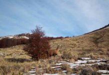 Parque Nacional Cerro Castillo duplica cámaras trampa para el monitoreo y conservación de huemules 