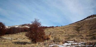 Parque Nacional Cerro Castillo duplica cámaras trampa para el monitoreo y conservación de huemules 