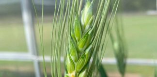 Quedan pocos días para Expo Chile Agrícola Conoce sus imperdibles