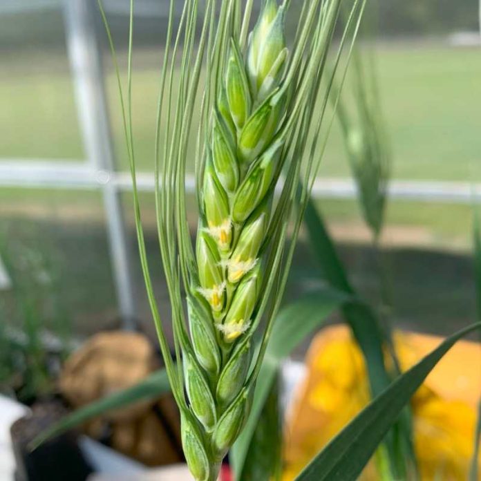 Quedan pocos días para Expo Chile Agrícola Conoce sus imperdibles