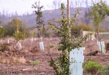 Reconocimiento internacional a CONAF por Plan Nacional de Restauración de Paisajes