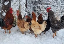 SAG Aysén, llama a proteger a las aves domésticas para prevenir y controlar Influenza Aviar.