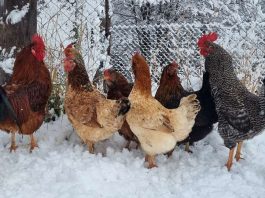 SAG Aysén, llama a proteger a las aves domésticas para prevenir y controlar Influenza Aviar.