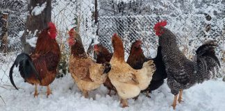 SAG Aysén, llama a proteger a las aves domésticas para prevenir y controlar Influenza Aviar.