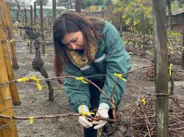 SAG Biobío entrega casi 500 mil emisores de confusión sexual predial a productores/as de vid y de arándanos