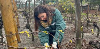 SAG Biobío entrega casi 500 mil emisores de confusión sexual predial a productores/as de vid y de arándanos