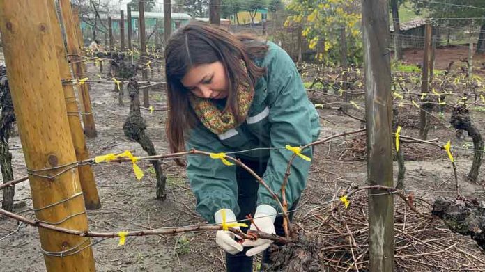 SAG Biobío entrega casi 500 mil emisores de confusión sexual predial a productores/as de vid y de arándanos