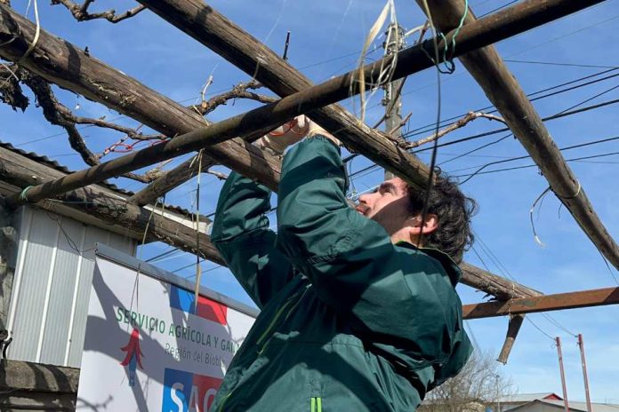 SAG Biobío instalará 425 mil emisores de confusión sexual en el área urbana de la región