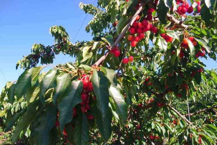SAG llama a la inscripción de nuevos participantes para la exportación de cerezas, arándanos, ciruelas, nectarines y uvas a China temporada 2023-2024