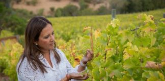 Vinos con menor graduación alcohólica abren una nueva puerta en la industria nacional