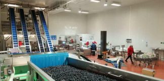 Vitafoods lleva la gestión de sus procesos a la nube de la mano de SAP