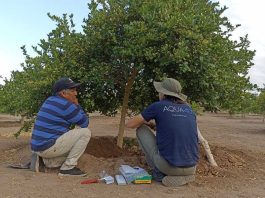AQUA4D Latam implementa proyecto de transferencia tecnológica que ha generado una mayor eficiencia hídrica y manejo de sales para agricultores del Oasis de Pica