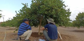 AQUA4D Latam implementa proyecto de transferencia tecnológica que ha generado una mayor eficiencia hídrica y manejo de sales para agricultores del Oasis de Pica