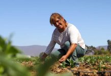 Agricultoras de Atacama y Coquimbo disponen de recursos mediante segundo concurso nacional de riego de la CNR exclusivo para mujeres