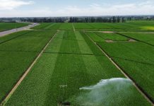 Bayer y CIS Agro firman contrato representación exclusiva de la marca de maíz Dekalb en Chile