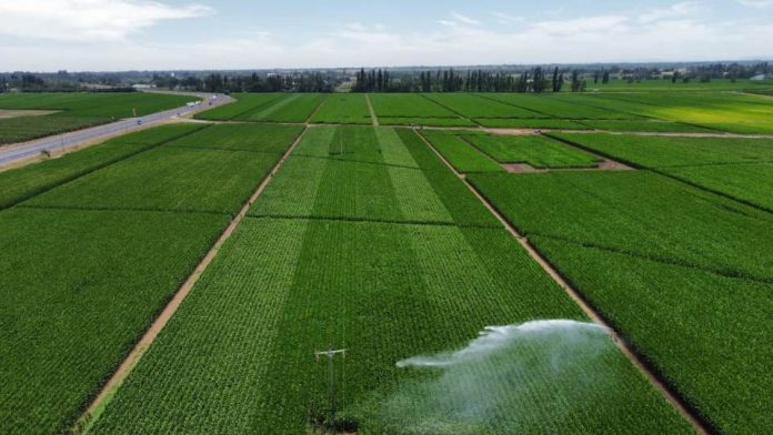 Bayer y CIS Agro firman contrato representación exclusiva de la marca de maíz Dekalb en Chile