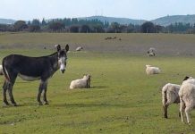 Burros “guardianes” de ovejas INIA Hidango implementa innovador sistema de cuidado ovino